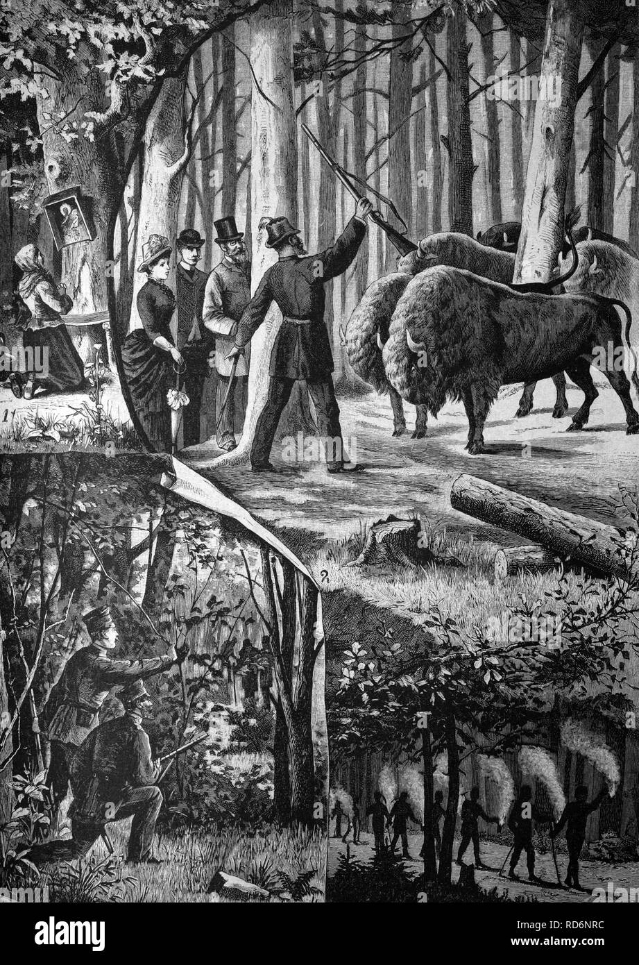 In the forests of Upper Silesia, historical illustration, about 1886 Stock Photo