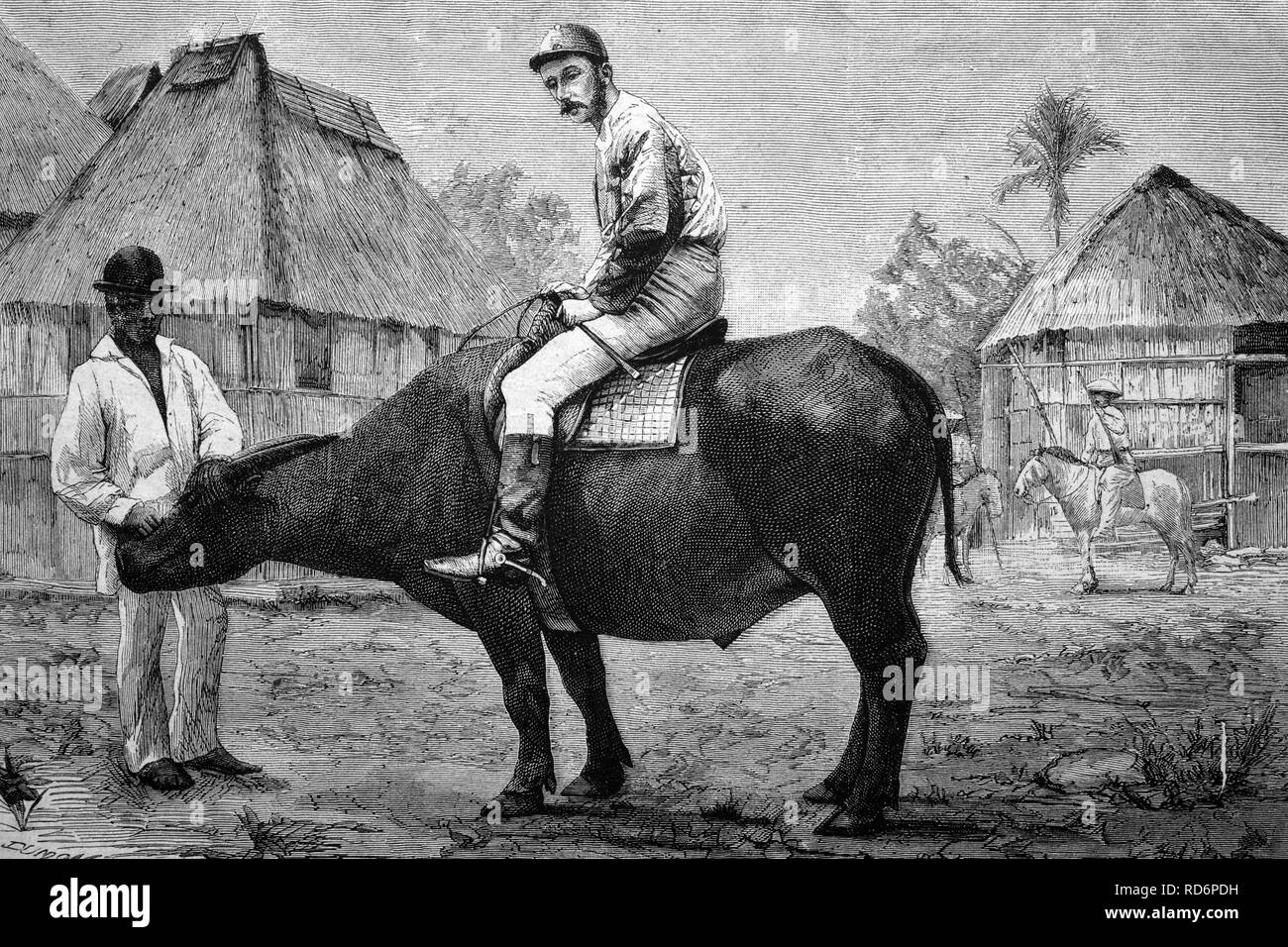 Riding Buffaloes in the Philippines, historical illustration, circa ...