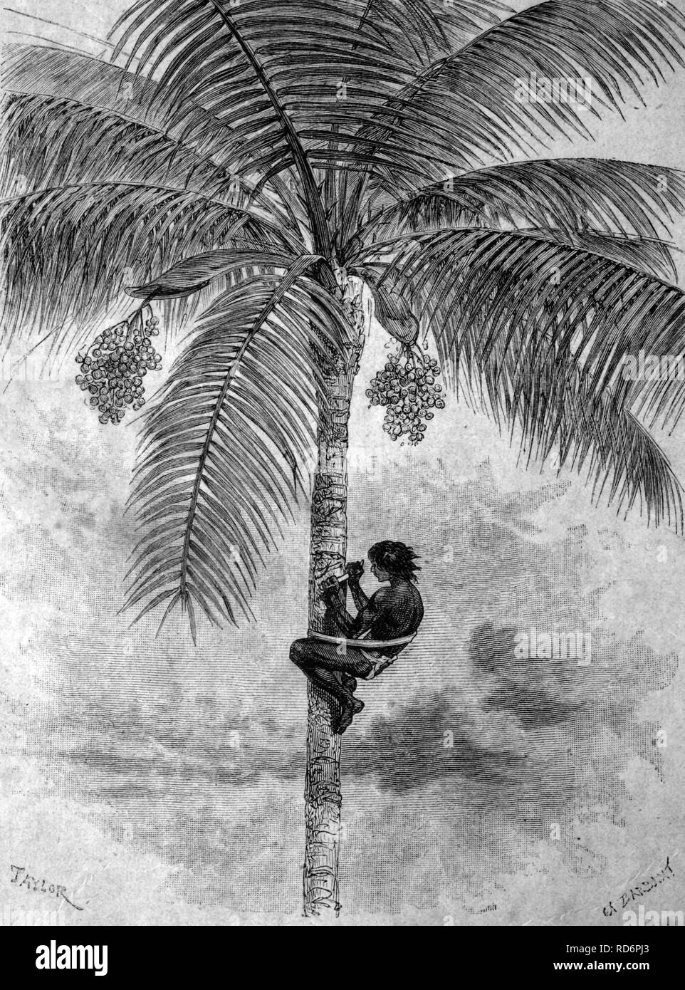 Harvesting wax from a Carnauba Palm (Copernicia prunifera), historical illustration, circa 1886 Stock Photo