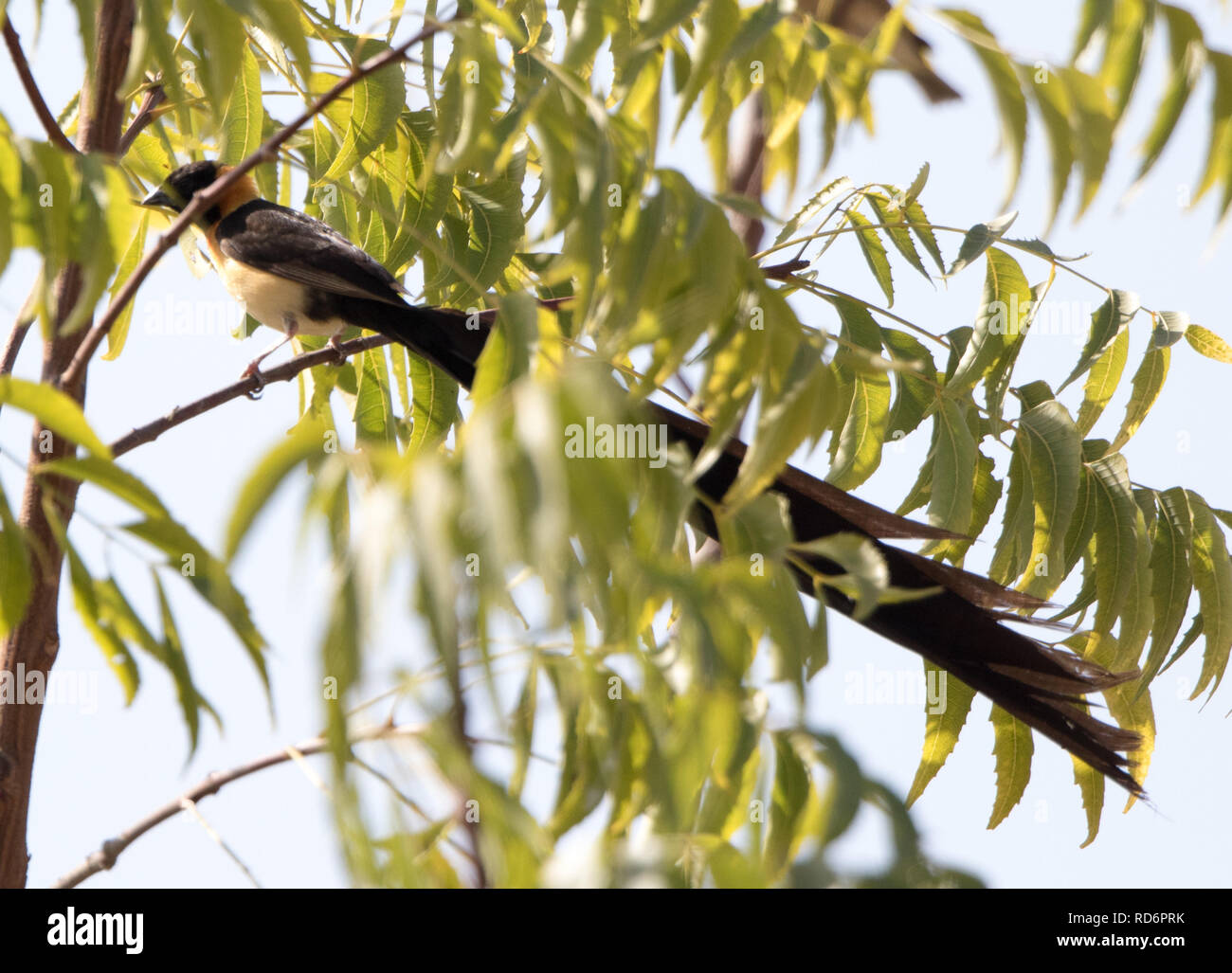 Paradise whydah birds hi-res stock photography and images - Alamy