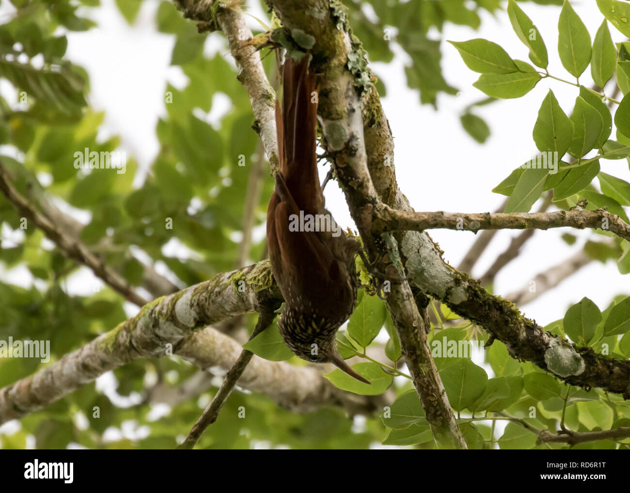 Streak-headed Woodcreeper (Lepidocolaptes souleyetii) Stock Photo