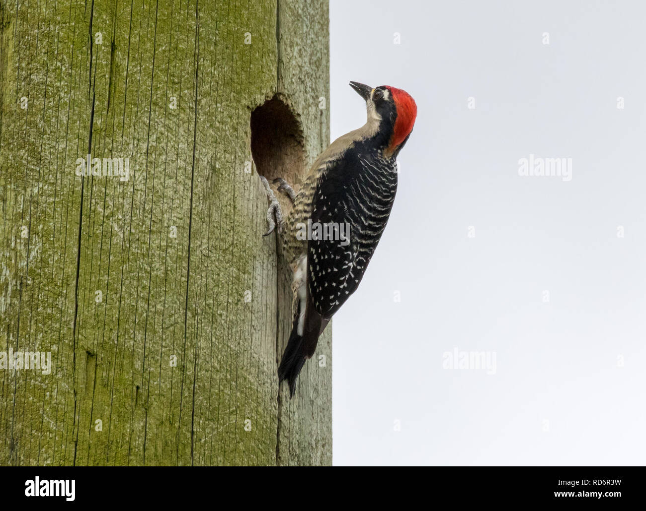 Black-cheeked Woodpecker (Melanerpes pucherani) Stock Photo