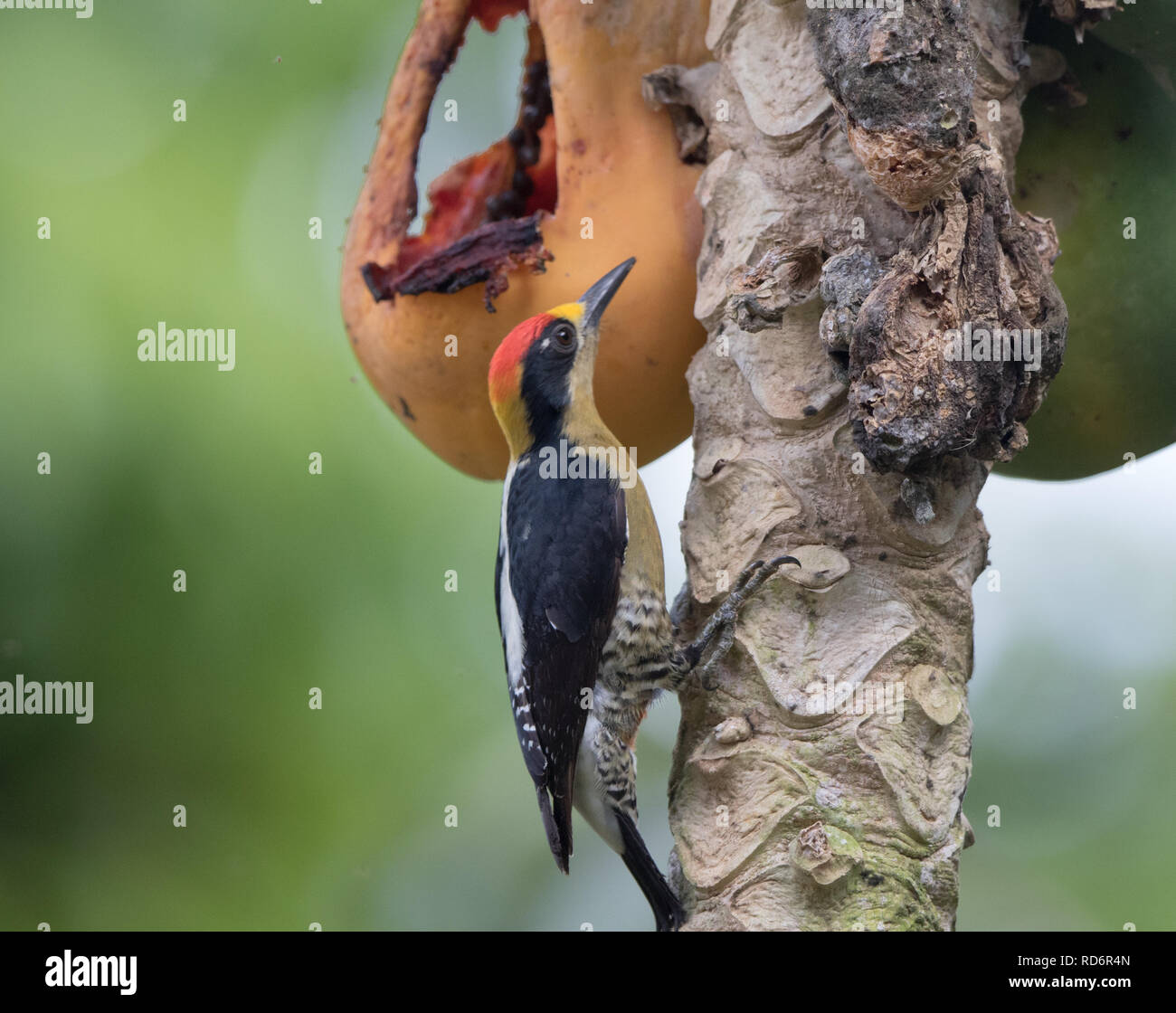 Golden-naped Woodpecker (Melanerpes chrysauchen) Stock Photo