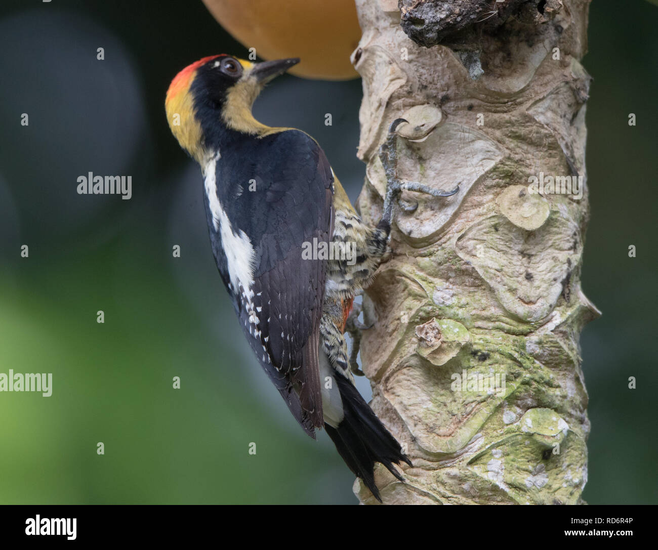 Golden-naped Woodpecker (Melanerpes chrysauchen) Stock Photo