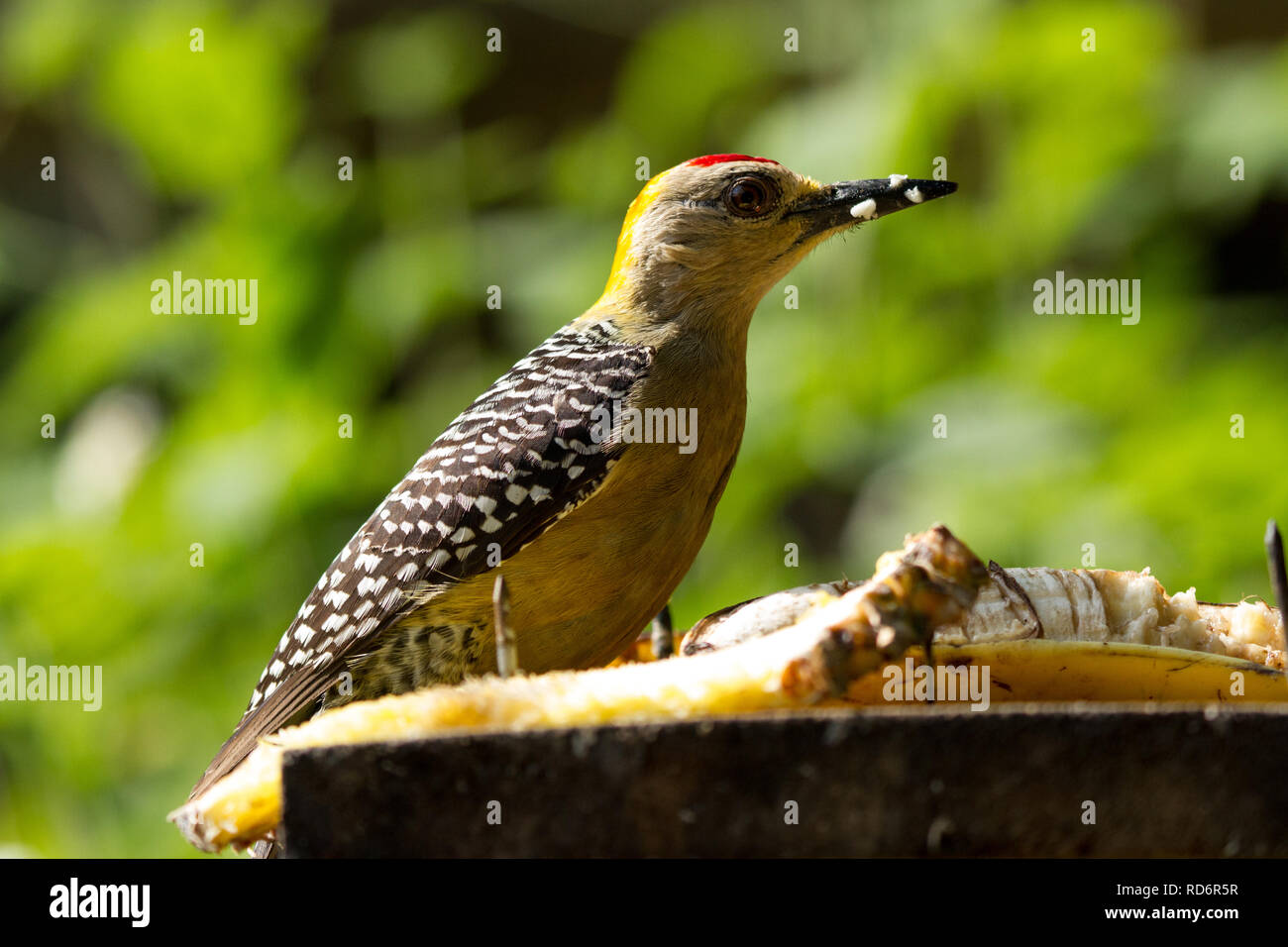 Hoffmann's Woodpecker (Melanerpes hoffmannii) Stock Photo