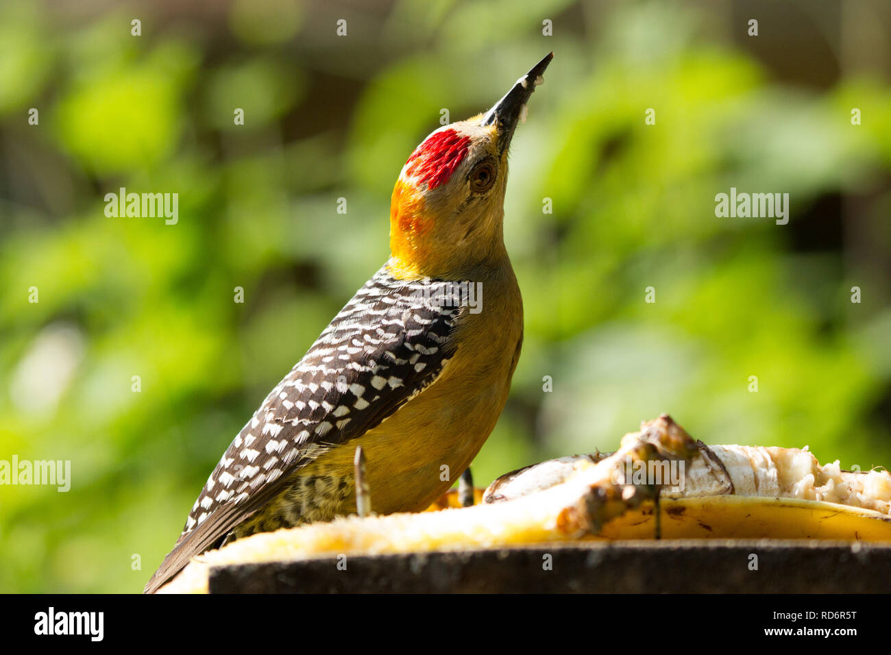 Hoffmann's Woodpecker (Melanerpes hoffmannii) Stock Photo