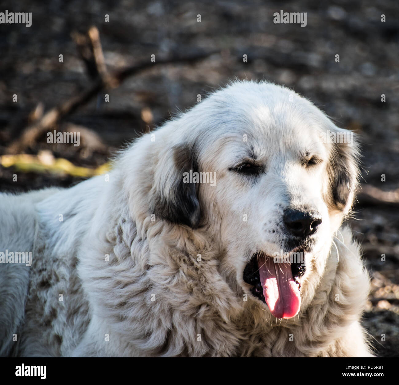 Are Great Pyrenees Dogs Nocturnal