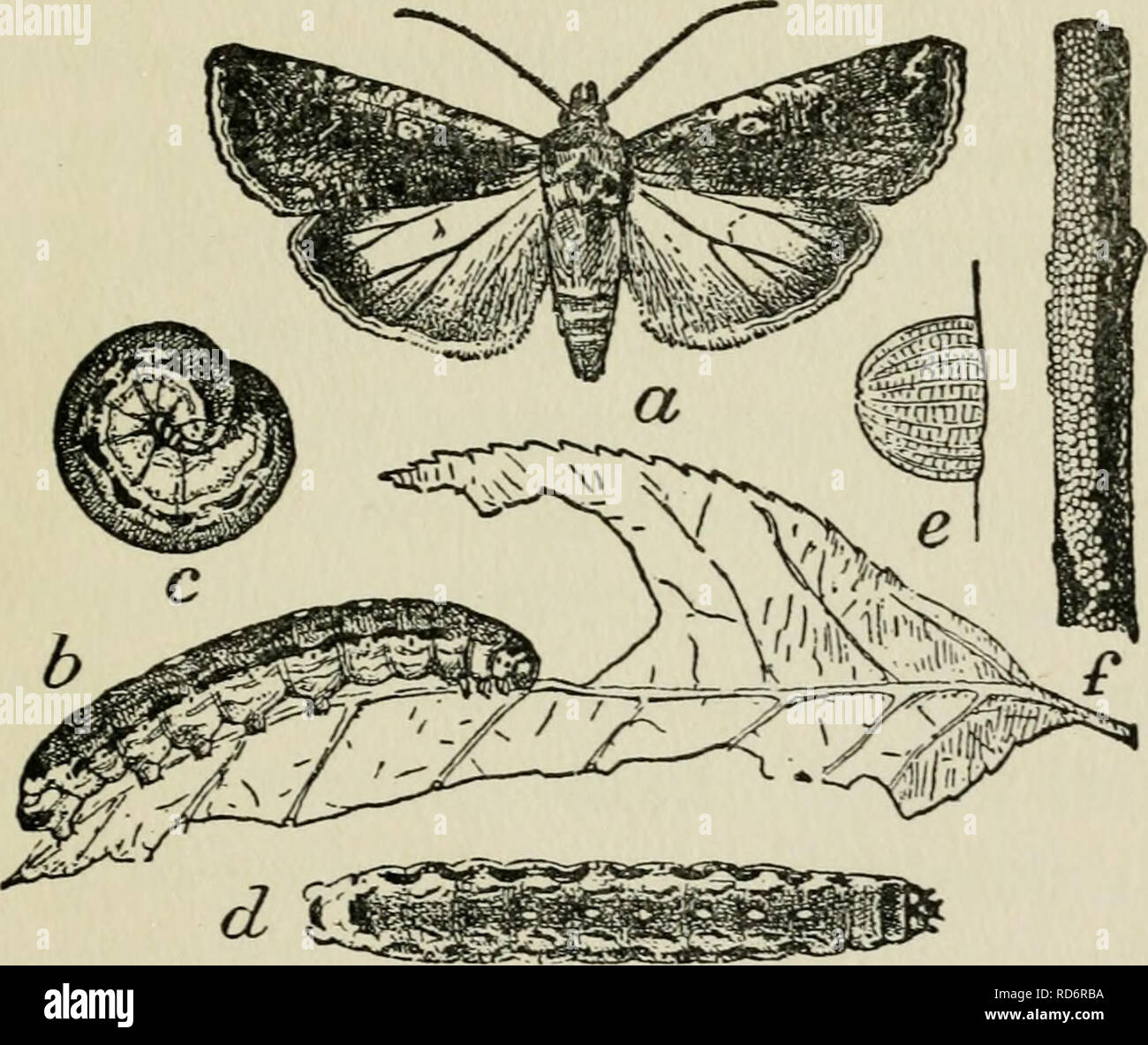 The Culture And Diseases Of The Sweet Pea Insect Pests 171 Soil Infesting Insects Variegated Cutworms Feridroma Saucia These Are Common Garden Pests Attacking A Number Of Other Plants As Well The Culture And Diseases Of The Sweet Pea Insect Pests 171 Soil Infesting Insects Variegated Cutworms Feridroma Saucia These Are Common Garden Pests Attacking A Number Of Other Plants As Well