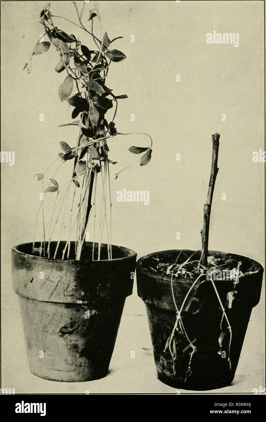 . The culture and diseases of the sweet pea. . Fig. II.—Fusarium Wilt or Root Rot. At left, healthy plant; at right, infected.. Please note that these images are extracted from scanned page images that may have been digitally enhanced for readability - coloration and appearance of these illustrations may not perfectly resemble the original work.. Taubenhaus, J. J. (Jacob Joseph), 1885-. New York : E. P. Dutton &amp; Company Stock Photo