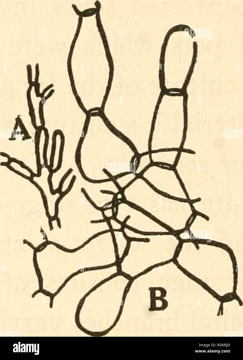 . The culture and diseases of the sweet pea. Sweet peas; Sweet peas. 102 DISEASES OF THE SWEET PEA numerous sclerotia which are made up of closely interwoven short barrel-shaped hyphae (fig. jb).. fig. 7. a young hyphce of Rhizoctonia from sweet pea. b barrel-shaped hyphce from sclerotia OF the same FUNGUS. Rhizoctonia solani Kuhn produces only micro or small sclerotia, whereas Corticium vagum B. and C. produces macro or large sclerotia. After repeated attempts the Corticium or perfect stage of the sweet pea Rhizoctonia could not be obtained in pure culture. This accords with the findings of.  Stock Photo