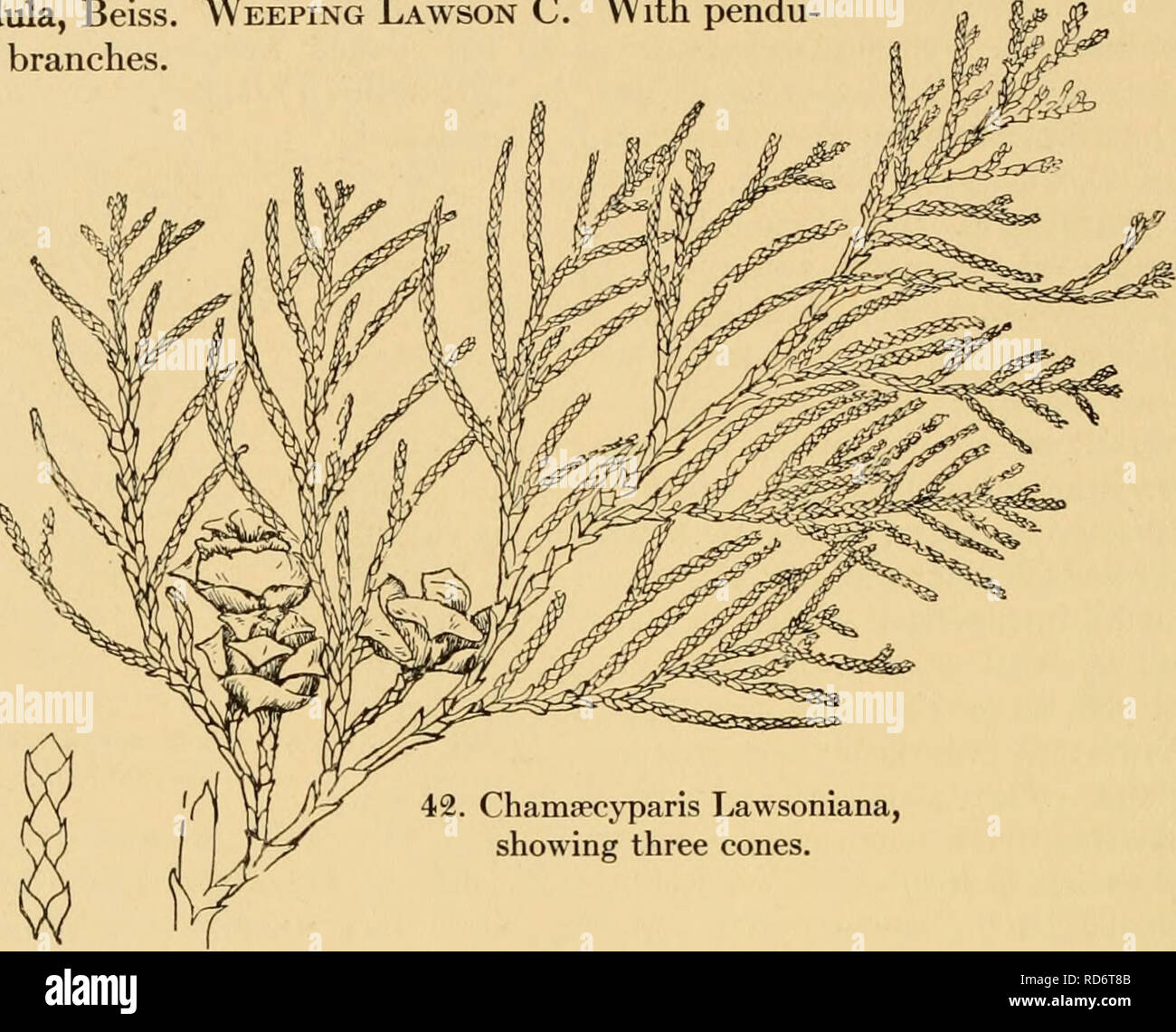 . The cultivated evergreens; a handbook of the coniferous and most important broad-leaved evergreens planted for ornament in the United States and Canada. Evergreens; Conifers. 218 THE CULTIVATED EVERGREENS Forms of spreading and pendulous habit: gracilis, Beiss. (var. gracilis pendula, Hort.). Fountain Lawson C. Elegant light green form, with graceful pendulous branehlets. Var. intertexta, Beiss. Glaucous growth, with remote pendulous branches and distant thickish branehlets. Var. pendula, Beiss. Weeping Lawson C. With pendu- lous branches.. 42. Chamsecyparis Lawsoniana, showing three cones.  Stock Photo