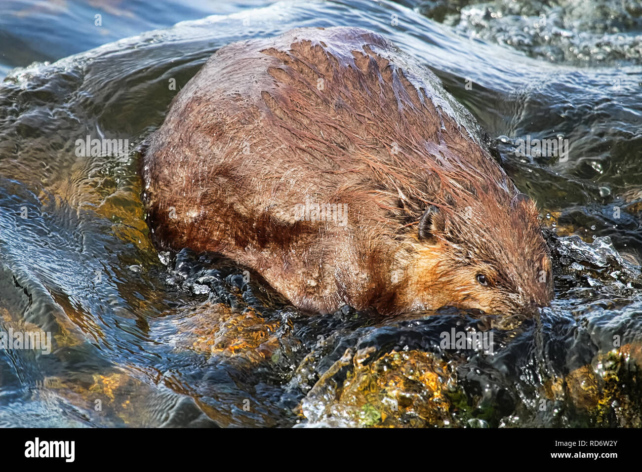 A beaver partically submerged in water. Stock Photo