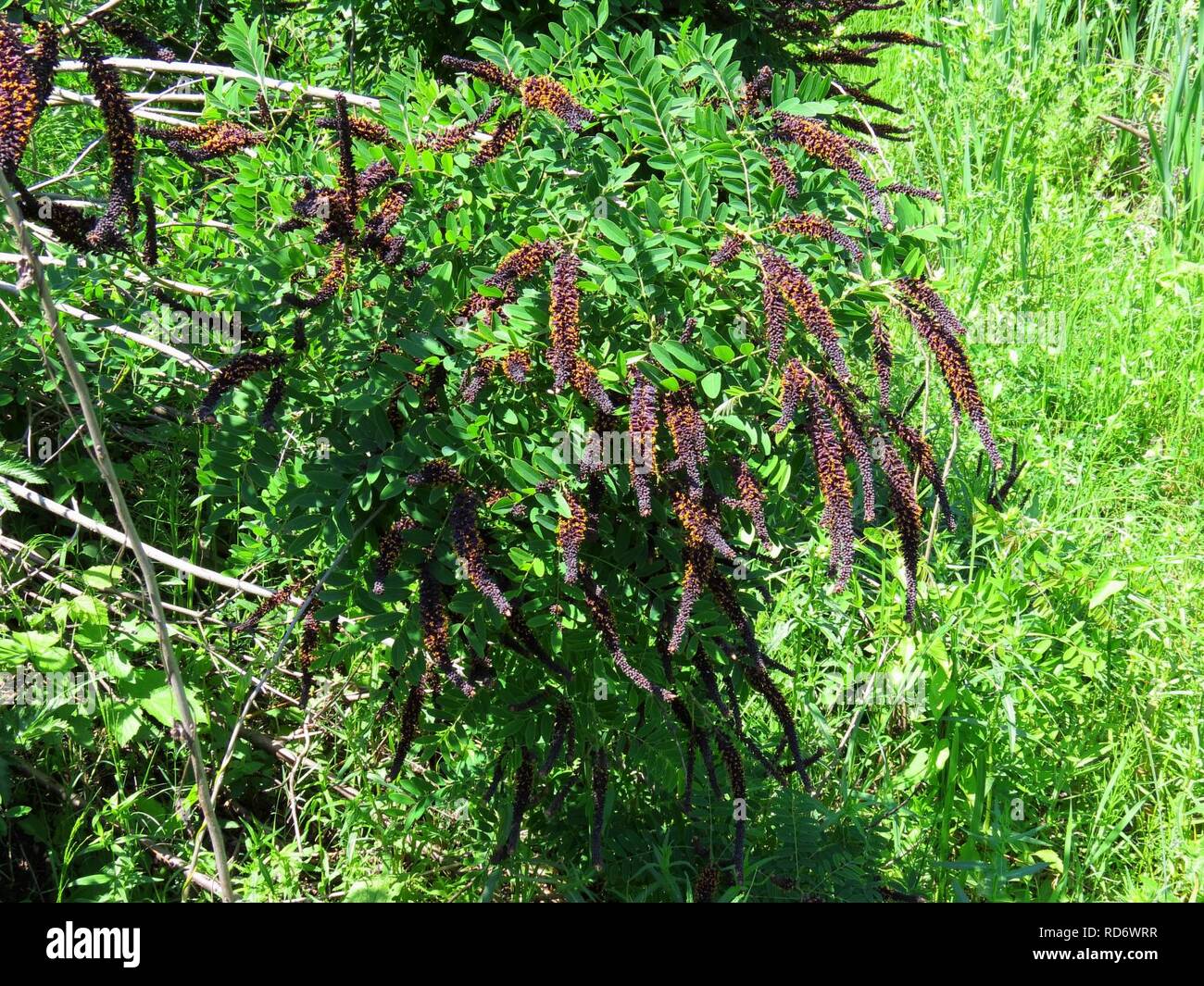 Amorpha fruticosa Muromets3. Stock Photo