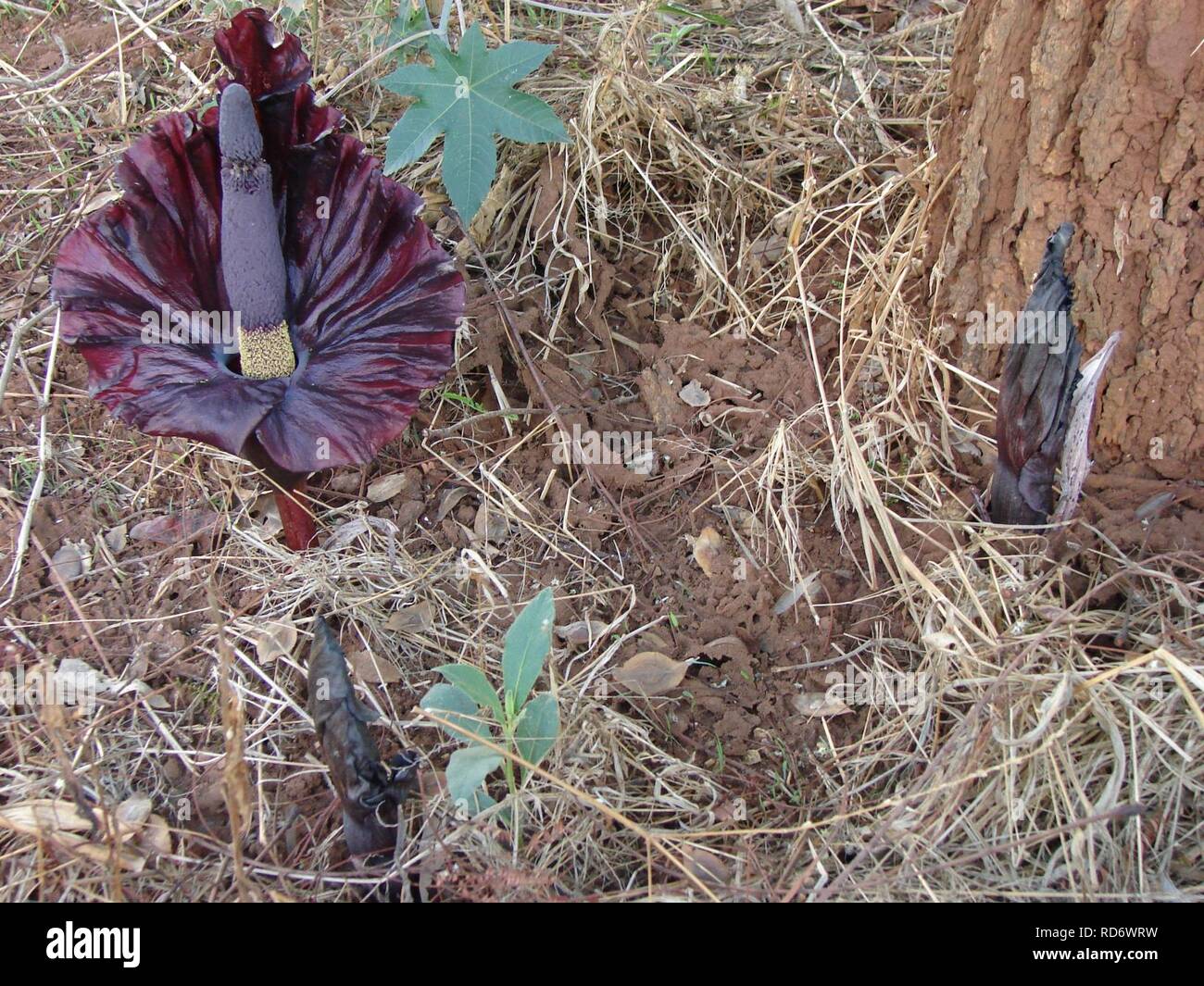Amorphophallus mossambicensis. Stock Photo