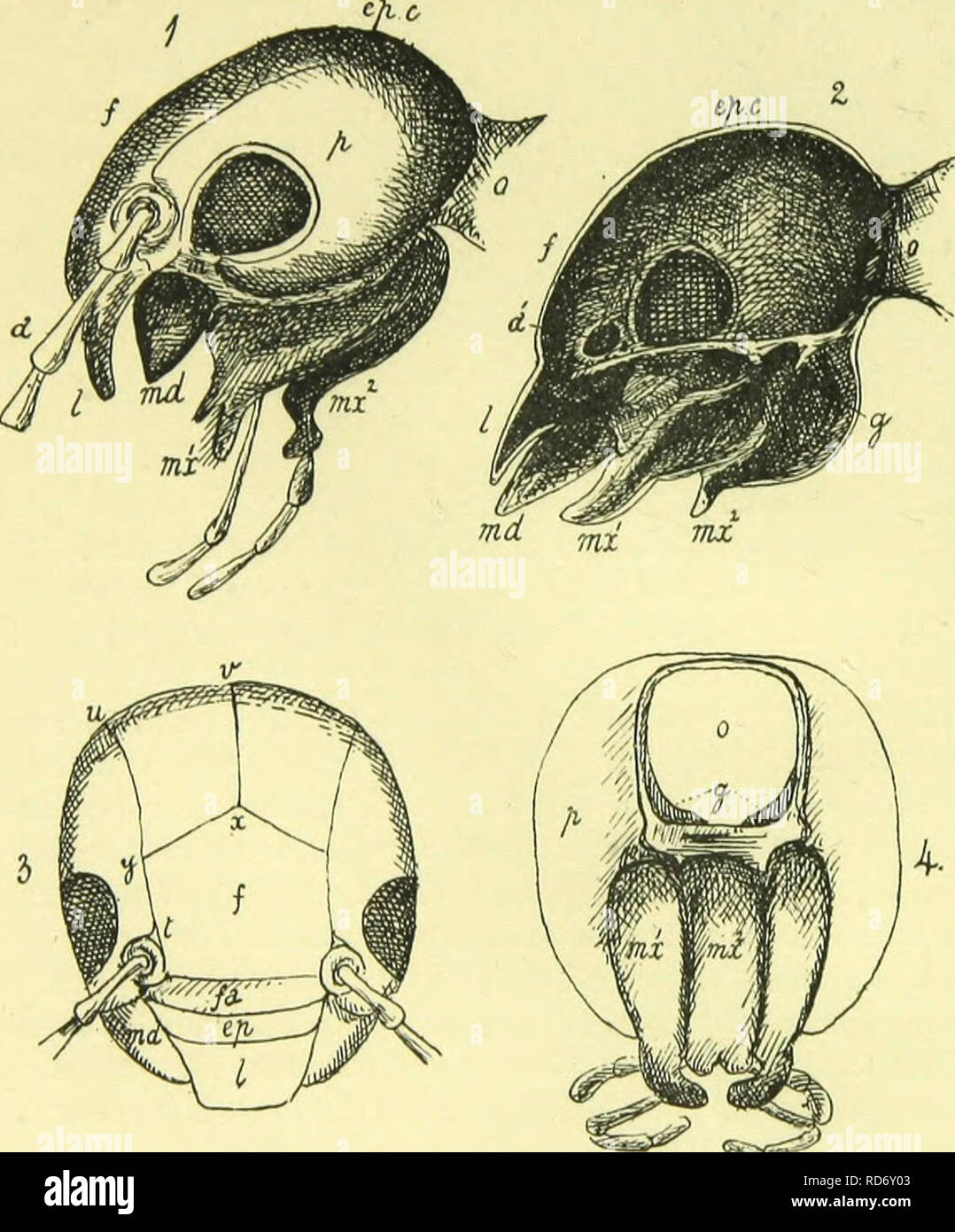 . The anatomy, physiology, morphology and development of the blow-fly ...