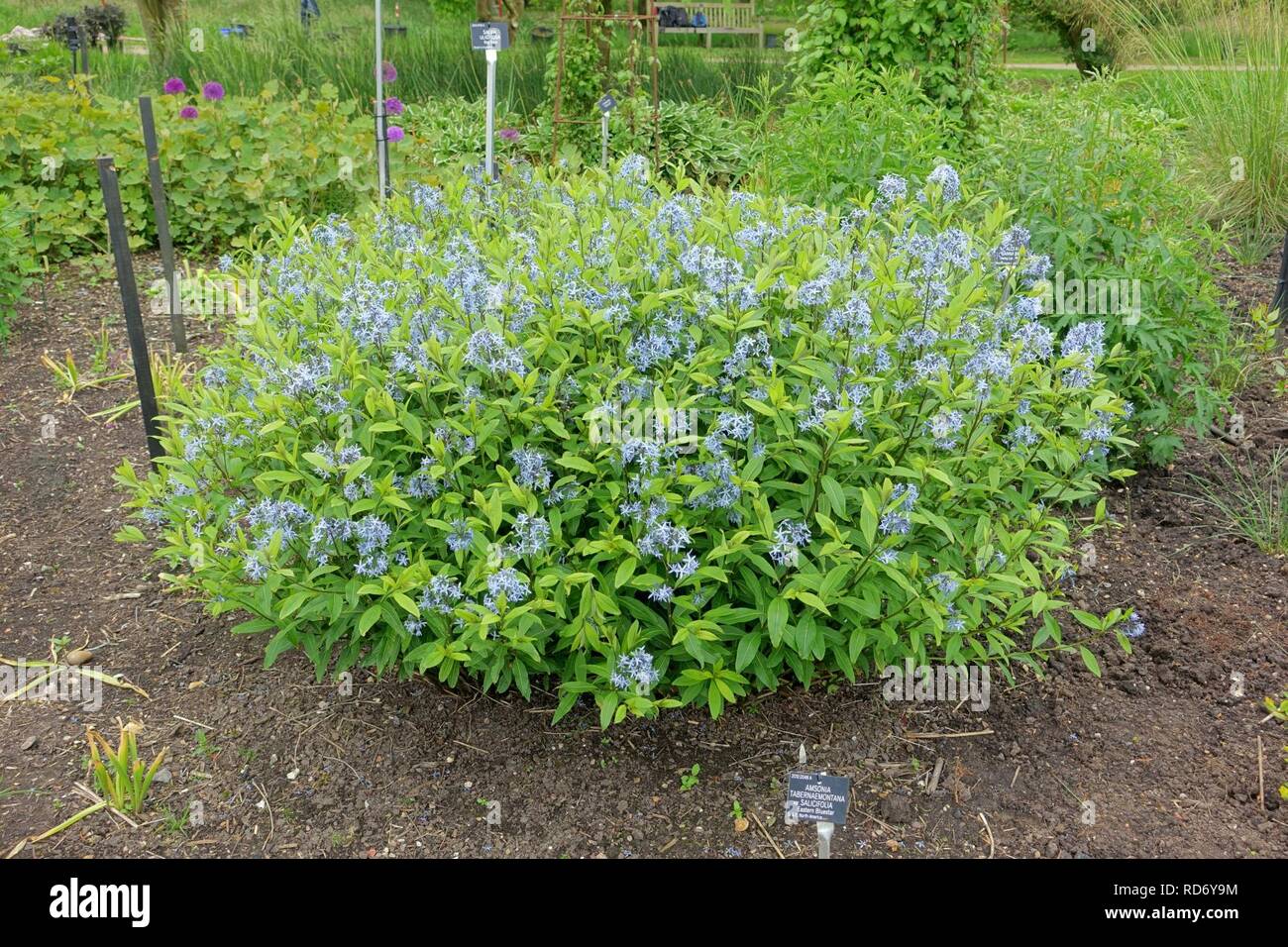 Amsonia tabernaemontana var. salicifolia - Hillier Gardens - Romsey, Hampshire, England - Stock Photo