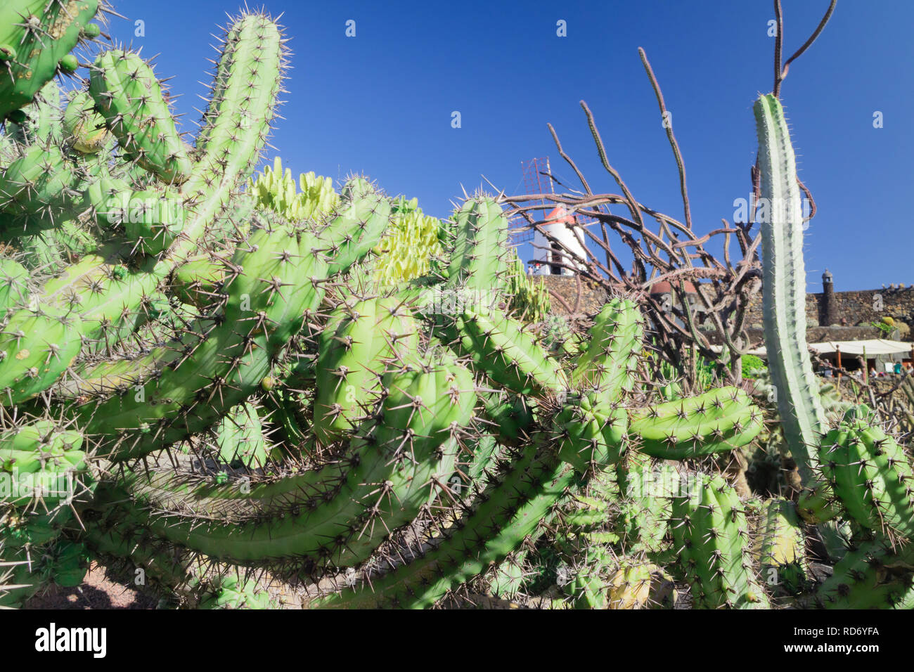 Popular Tourists location Jardin de Cactus (Cactus Garden) in Guatiza, Lanzarote, Canary Islands, Las Palmas, Spain Stock Photo
