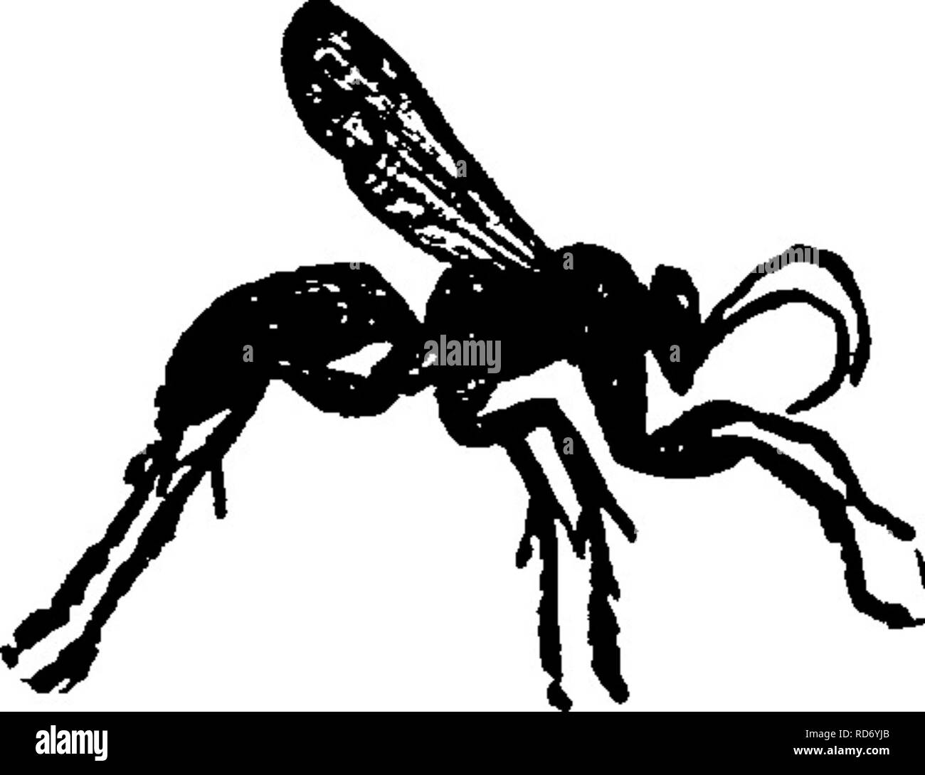 . A manual for the study of insects. Insects. 650 THE STUD V OF INSECTS. Family POMPILID^ (Pom-piri-dae). The Spider-wasps. The spider-wasps are so called because they provision their nests with spiders. They are slender in form, with long^ legs (Fig. 771), and are usually black with dusky reddish or black wings; sometimes they are variegated with red or orange. The . peduncle is short, so that the abdomen is very closely united to the thorax. Many of the YiG. jjx.— Fofnpilus, . .. . species are of medium size, but some are very large. In fact, the largest of all known Hymenoptera belong to th Stock Photo