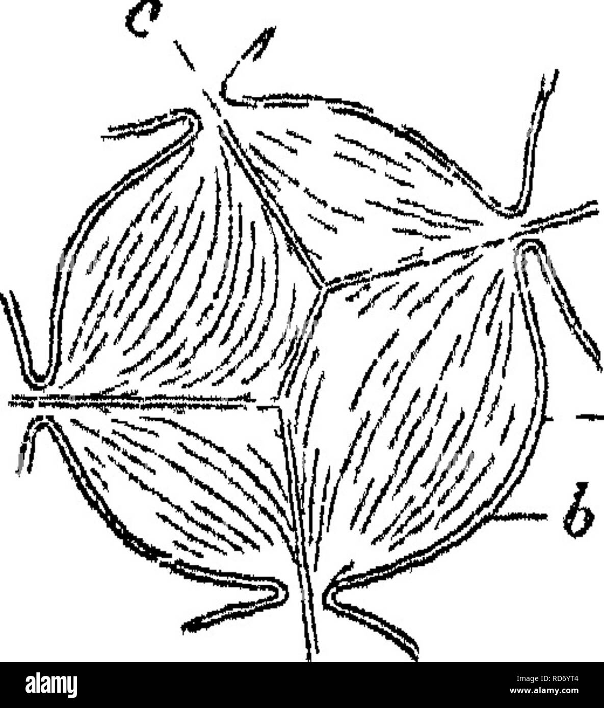 . Principles of the anatomy and physiology of the vegetable cell. Plant