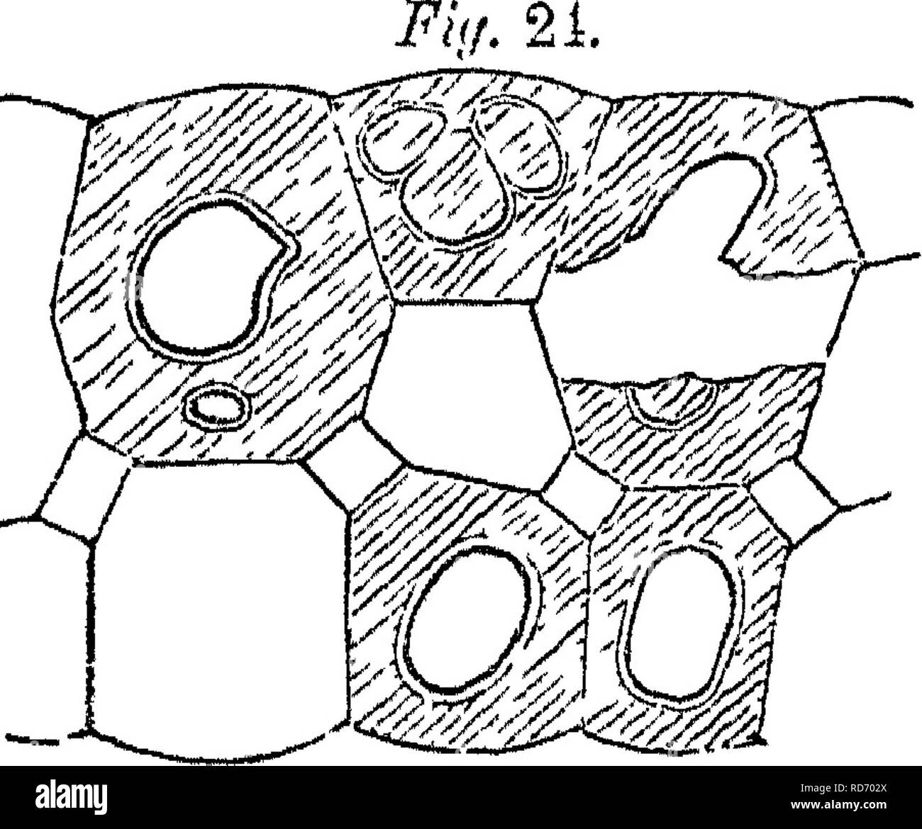 . Principles of the anatomy and physiology of the vegetable cell. Plant