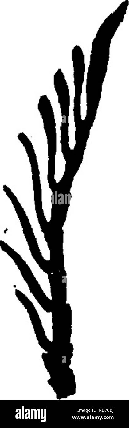 Gular Insects Us insects Black and White Stock Photos & Images - Alamy