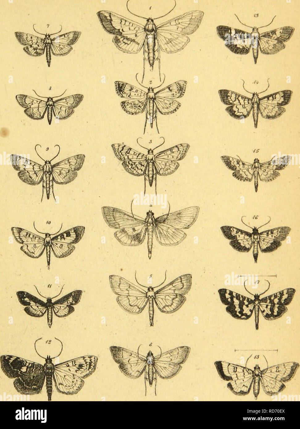 . Wiener entomologische Monatschrift. Insects; Entomology. Tiraer Kutan. lonatsffi: M H. Tilrl 11.. A;m,ftiit?u,itbr lu( . .rri-iitiliiu;ttlv /Â«â¢Â«/. OUtMÃ¤uaUf dum. l.itinilis I.i-.i sifÃ¼'tilhi* data, AwufftndiAr Stf. fluciuotatÃ¼- Ud S/HU't.t/.tttS l.fii. Ã¼tifUiirttilit Â»SÃT aqnuvaflr /**/â inittiiiinnlis thun. ifefttaftr /'i^- â¢ibntyitftilLi- Walter, ijraialÃ¼* T.at. â ' â â â. Please note that these images are extracted from scanned page images that may have been digitally enhanced for readability - coloration and appearance of these illustrations may not perfectly resemble the orig Stock Photo