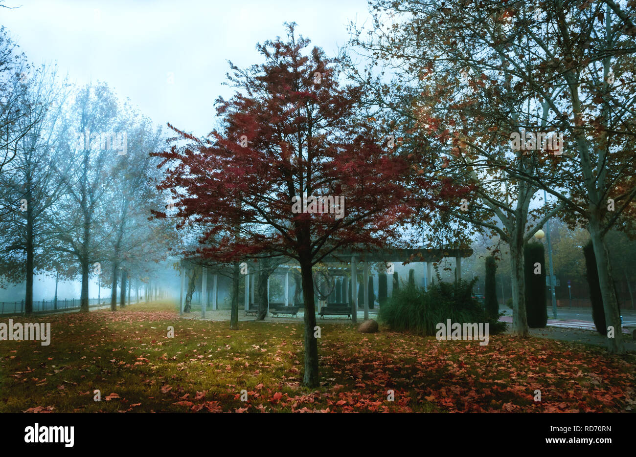 Winter landscape with fog, green trees and red and yellow leaves in a city park Stock Photo