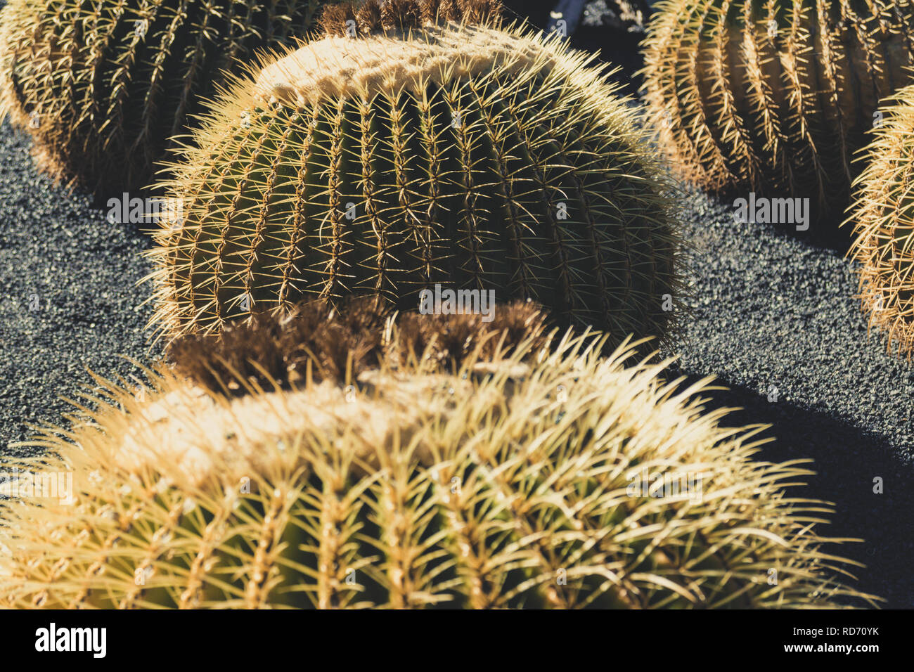 Echinocactus grusonii (golden barrel cactus, golden ball) in Jardin de Cactus, Guatiza, Lanzarote, Canary Islands, Las Palmas Stock Photo