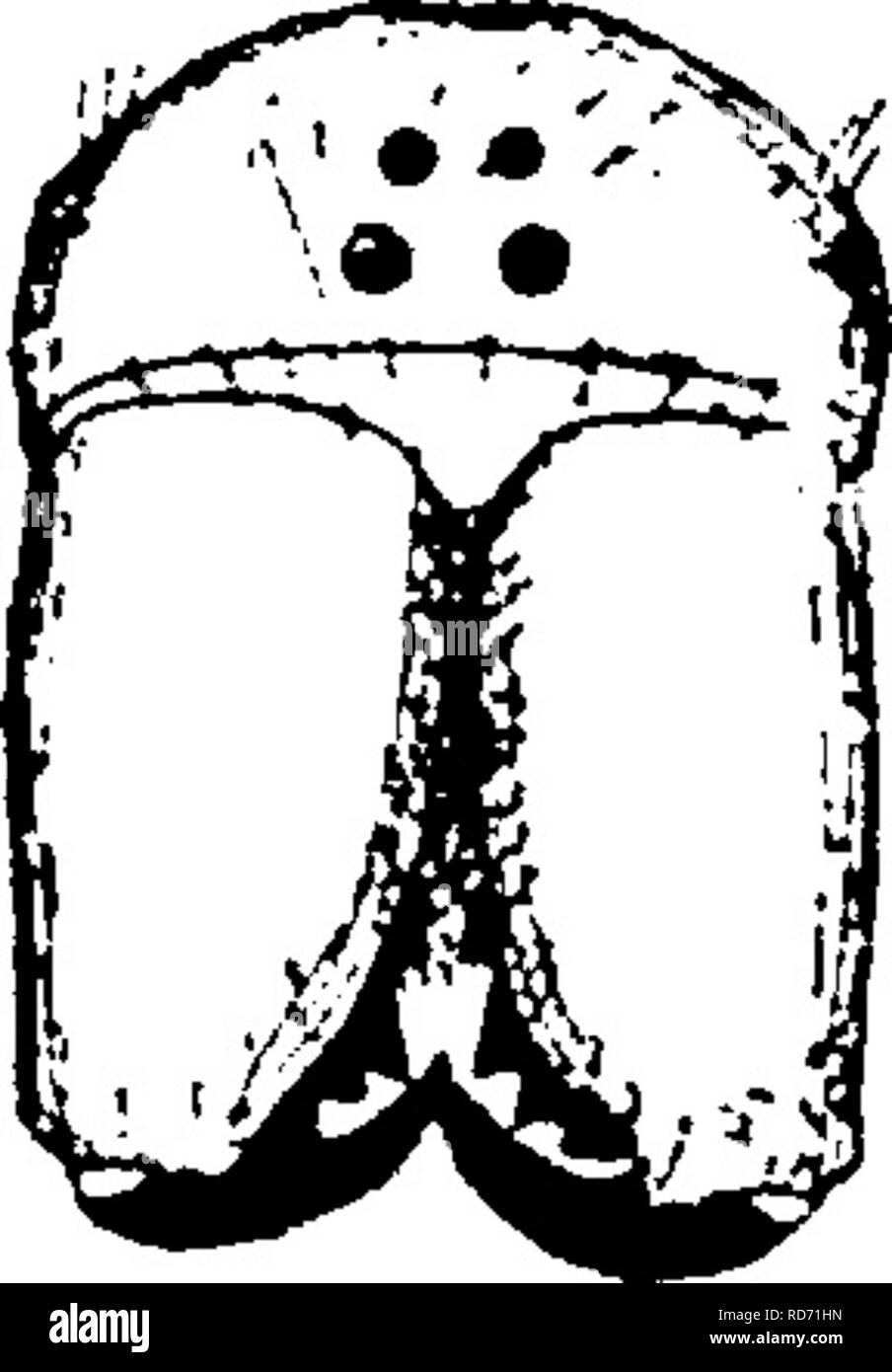 A Manual For The Study Of Insects Insects 38 The Study Of Insects The Orb Weavers Family Epeiridcs Are Usually Plump Spiders The Abdomen Being Large And Often Nearly Spher Ical