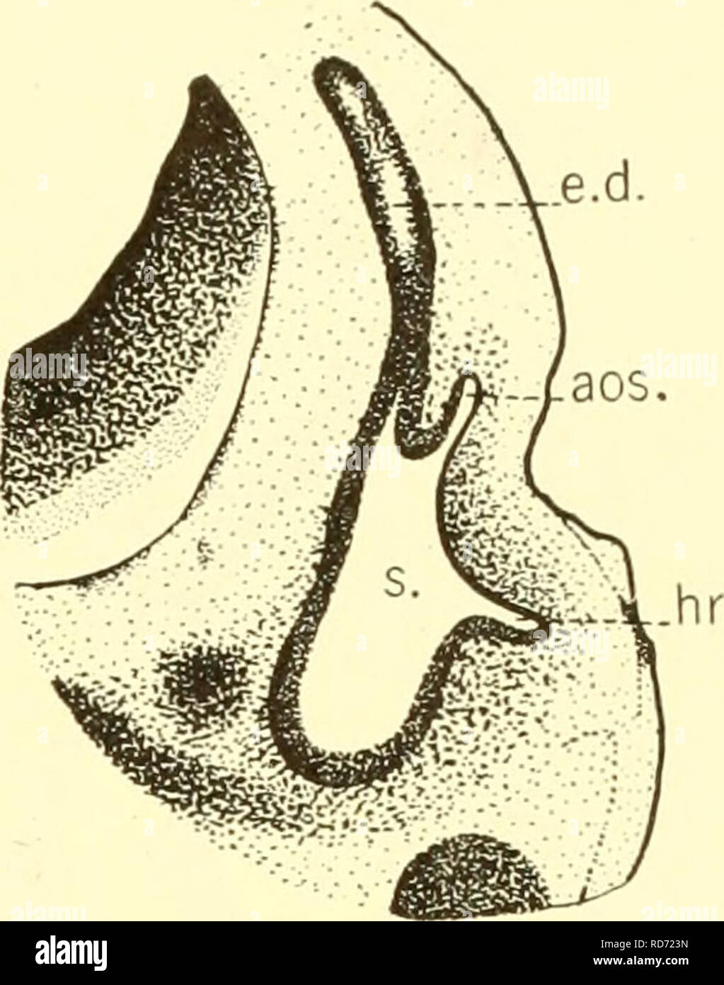 Semicircular duct hi-res stock photography and images - Alamy