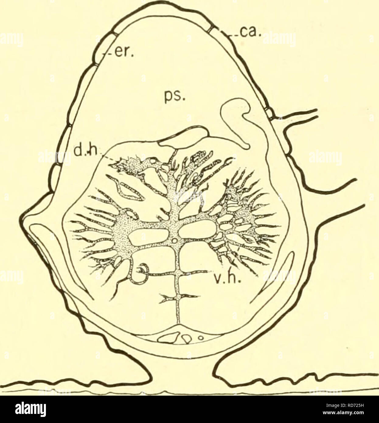 . The elasmobranch fishes. Chondrichthyes. A B Fig. 217. Transverse sections of the spinal cord. (From Sterzi.) A. Acanthias vulgaris. B. Baja clavata. ca., calcification; d.li., dorsal horn; d.r., dorsal root; er., endorachis; nc, neurocoele; pm., paracentral mass; ps., perimeningeal space; v.h., ventral horn. sixth nerve and the grey matter of the formatio-reticularis {f.r., fig. 216) is occupied in the cord by the ventral horn {v.h., fig. 217); while the general cutaneous nucleus of the medulla (g.c.n.) gives place to the dorsal horn of the cord (d.h., fig. 217); and the lobes of the vagus  Stock Photo
