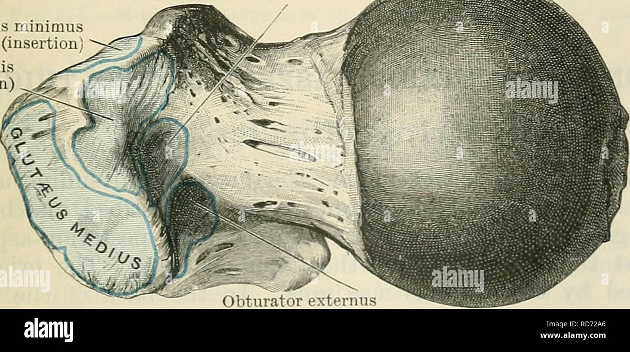 . Cunningham's Text-book of anatomy. Anatomy. Superior gluteal nerve Gluteus medius (cut) Inferior gluteal nerve Obturator internus and gemelli Obturator externus Quadratus femoris Sciatic nerve (and subdivisions) Posterior cutaneous nerve of thigh. T.EUS maxim us (insertion) Adductor magnus Fig. 372.—The Muscles and Nerves of the Eight Buttock. The glutseus raaximus is reflected ; and the gluteus medius is cut in part to show the glut sens minimus. Nerve-Supply.— The superior gluteal nerve from the sacral plexus (L. 4. 5. S. 1.). Actions.—The mus- cle is primarily an ab- ductor of the thigh.  Stock Photo