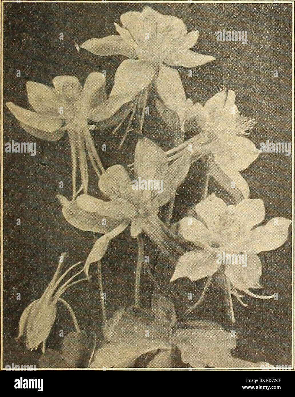 . Currie's farm and garden annual : spring 1920 45th year. Flowers Seeds Catalogs; Bulbs (Plants) Seeds Catalogs; Vegetables Seeds Catalogs; Nurseries (Horticulture) Catalogs; Plants, Ornamental Catalogs; Gardening Equipment and supplies Catalogs. Anemone.. Aquilegia. CAMPANULA—Bluebells. Perhaps the most popular of all border plants. C. Medium (Canterbury Bells)—This strikingly beautiful biennial is an exceed- ingly profuse bloomer, the large bell-shaped flowers in white, pink and shades of blue being very effective. Each 25c; per doz. $2.50. C. Lactiflora Coerulea—^Perennial variety. Pale bl Stock Photo