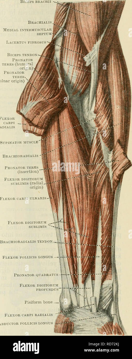 . Cunningham's Text-book of anatomy. Anatomy. Flexor digi- torum sublimis Flexor pollicis longus Brachioradialis (tendon) Flexor carpi radialis (tendon) Palmaris longus (tendon) Flexor carpi ulnaris (tendon) Pisiform bone Abductor pollicis longus Palmar aponeurosis Fig. 345.—The Superficial Muscles of the Left Forearm. Biceps brachii Brachialis Medial intermuscular Lacertus eibrosus-^ Biceps tendon Pronator teres (humeral origin) Pronator teres (ulnar origin) ^ Flexor carpi . radialis. Flexor carpi radialis Abductor pollicis longus gw Fig. 346.—Deeper Muscles of the Left Forearm. Nerve-Supply. Stock Photo