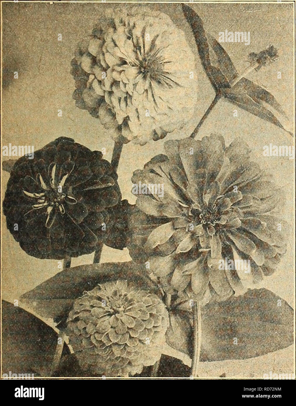 . Currie's farm and garden annual : spring 1918 43rd year. Flowers Seeds Catalogs; Bulbs (Plants) Seeds Catalogs; Vegetables Seeds Catalogs; Nurseries (Horticulture) Catalogs; Plants, Ornamental Catalogs; Gardening Equipment and supplies Catalogs. Large Flowering Zinnia. Currie's Mammoth Verbena. WALLFLOWER. A plant much esteemed for its rich, fragrant flowers. H. H. P. Pkt. Double—Finest Mixed 10 Single—Mixed 5 Blood Red—Single.... 5 Belvoir Castle—Beautiful single, yellow.... 5 Annual Wallflower—An annual variety of the old garden favorites which if sown in spring can be had in flower by Jul Stock Photo