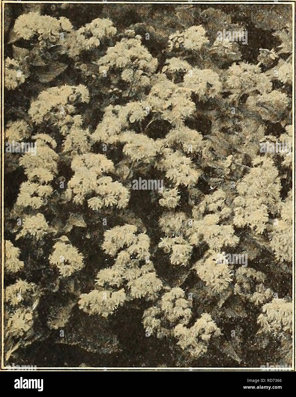 Currie S Farm And Garden Annual Spring 1920 45th Year Flowers Seeds Catalogs Bulbs Plants Seeds Catalogs Vegetables Seeds Catalogs Nurseries Horticulture Catalogs Plants Ornamental Catalogs Gardening Equipment And Supplies Catalogs