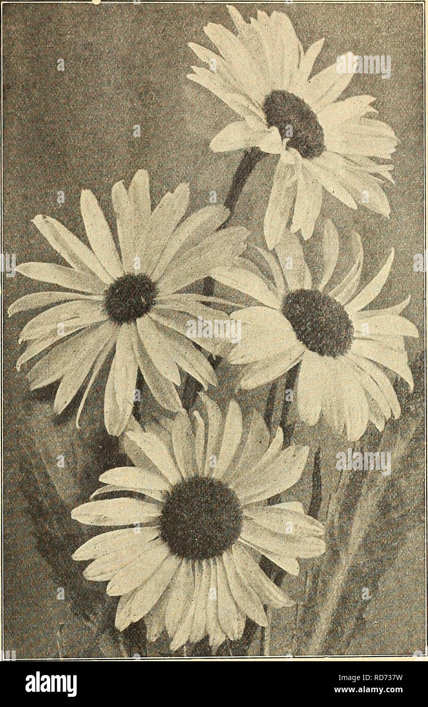 . Currie's farm and garden annual : spring 1919 44th year. Flowers Seeds Catalogs; Bulbs (Plants) Seeds Catalogs; Vegetables Seeds Catalogs; Nurseries (Horticulture) Catalogs; Plants, Ornamental Catalogs; Gardening Equipment and supplies Catalogs. LIST OF CHOICE FLOWER SEEDS FOR 1919. ss CHRYSANTHEMUMS This magnificent class of summer blooming' annuals should be in every flower garden. The single ones are par- ticularly handsome, many of them producing tricolor flo'w- ers of great brilliancy in coloring. The Double Perennial sorts should be sown early in the spring for flowering the same fall. Stock Photo