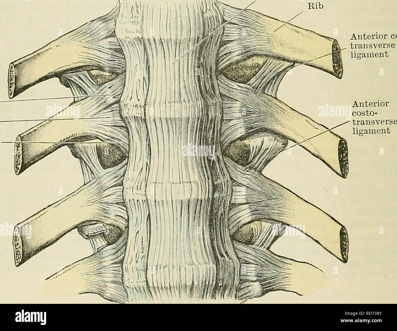 . Cunningham's Textbook of anatomy. Anatomy. Ligamentum flavum