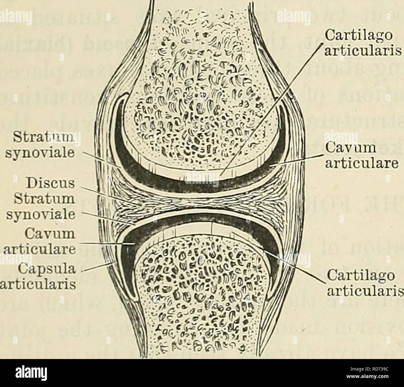 Cunningham's Text-book of anatomy. Anatomy. 302 THE ARTICULATIONS OR  JOINTS. bones forming such a joint. Ligaments have therefore additional  importance in this group, for not only do they constitute the uniting