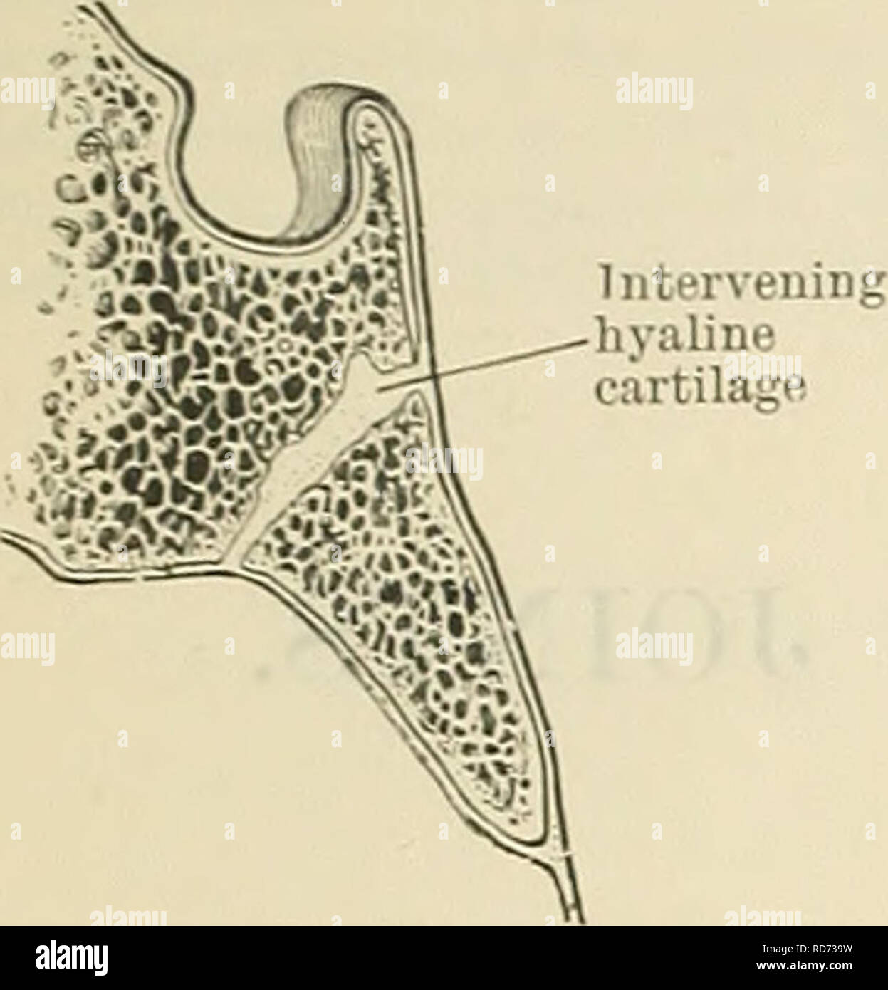 Synarthroses hires stock photography and images Alamy