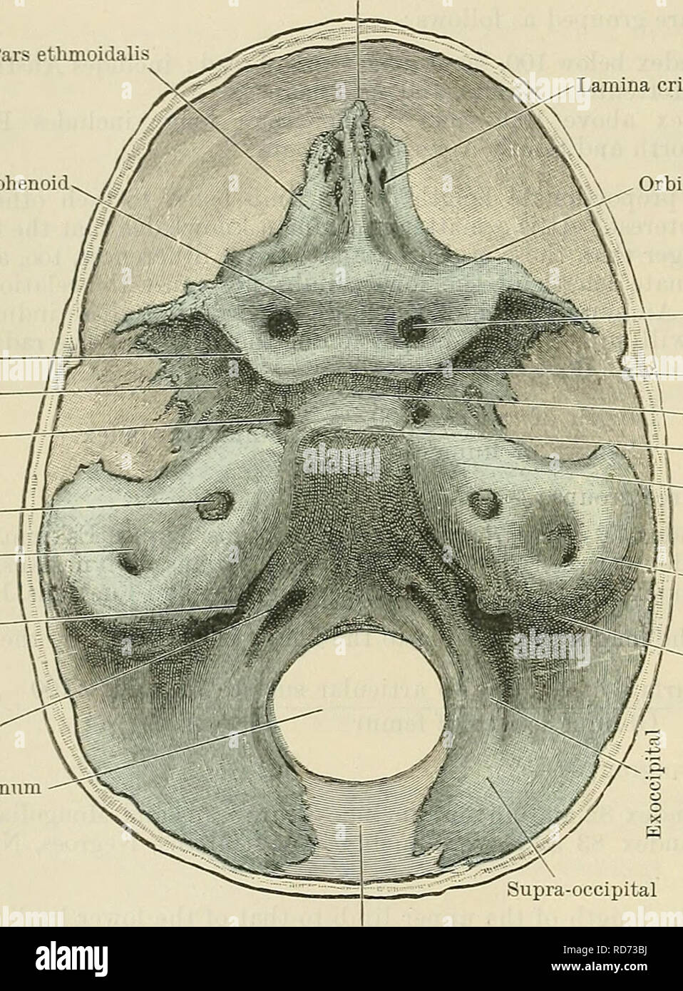 . Cunningham's Text-book of anatomy. Anatomy. 290 OSTEOLOGY. APPENDIX E. DEVELOPMENT OF THE CHONDRO-CRANIUM AND MORPHOLOGY OF THE SKULL. As has been already stated, the chorda dorsalis or notochord extends forwards to a point immediately beneath the anterior end of the mid-brain. In front of this the head takes a bend so that the large fore-brain overlaps the anterior extremity of the notochord. At this stage of development the cerebral vesicles are enclosed in a membranous covering derived from the mesen- Crista Galli Pars ethmoidals Lamina cribrosa Orbito-sphenoid Superior orbital fissure 77 Stock Photo