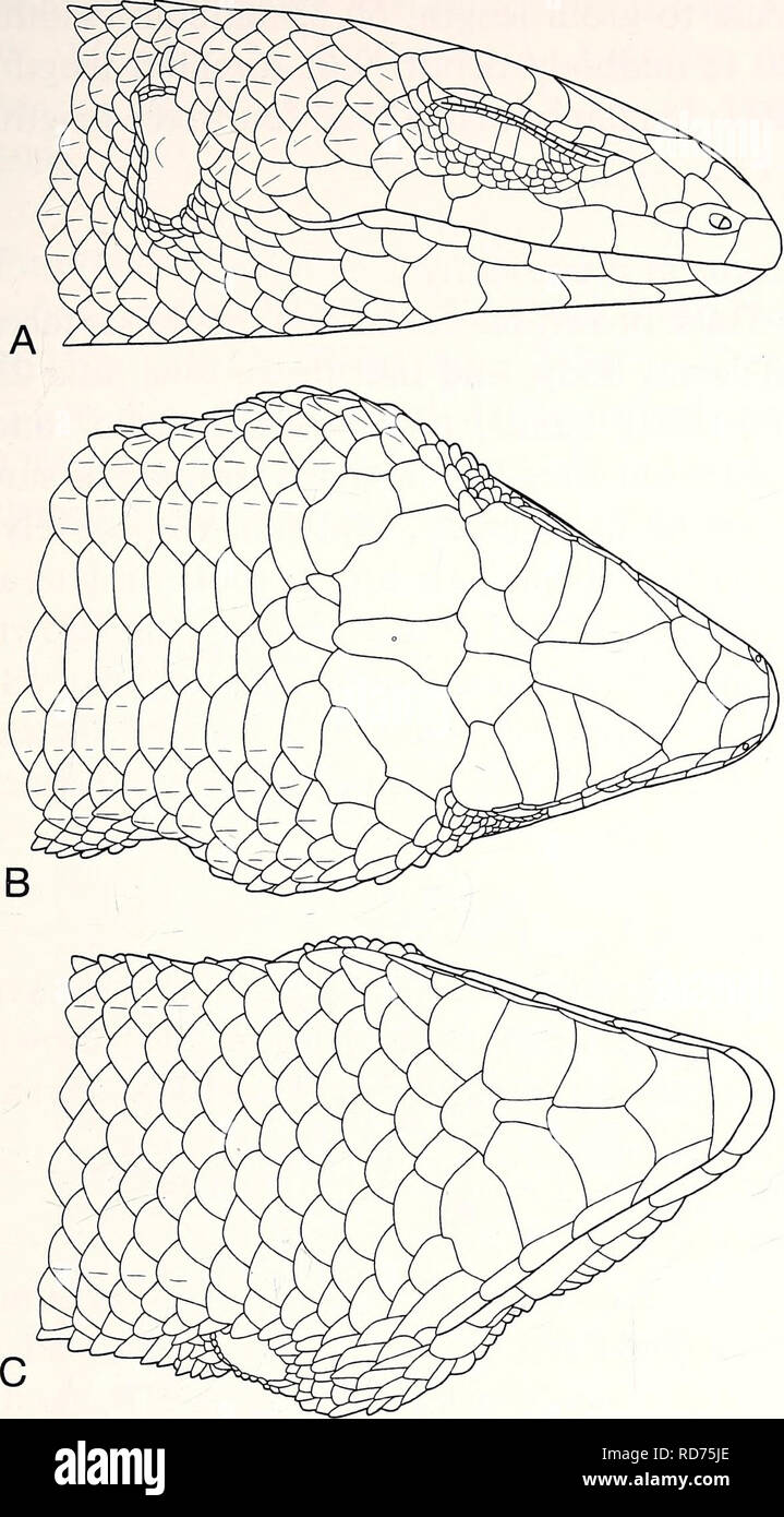 . Current herpetology. Reptiles; Herpetology. HIKIDA ET AL.—NEW DEPRESSED-BODIED TROPIDOPHORUS 15. Fig. 5. Lateral (A), dorsal (B), and ventral (C) views of head scales of Tropidophorus matsuii sp. nov. (holotype, TNHM-R-60006). Paratypes and other specimens None. Diagnosis A Tropidophorus with moderately depressed head, body, and tail; scales on dorsal surface of head smooth as a whole, but those in temporal region keeled; frontonasal divided; eight superciliaries; paravertebral scales smooth or feebly keeled, subequal to neighboring scales in size; 65 paravertebral scales; dorso- lateral and Stock Photo