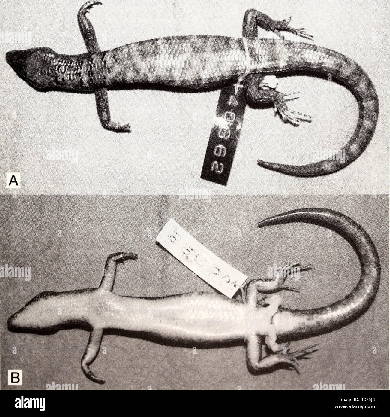 . Current herpetology. Reptiles; Herpetology. HIKIDA ET AL.—NEW DEPRESSED-BODIED TROPIDOPHORUS 11 the parietals or the interparietal (whichever was more distant). Snout length was mea- sured from the tip of the snout to the ante- rior margin of the eye. Presacral vertebrae were counted by use of autoradiography (Softex, Softex Co.). Tropidophorus latiscutatus sp. nov. (Figs. 2 and 3) Holotype Adult male, TNHM-R-60001 (KUZ R40362), from Phu Wua Wildlife Sanctuary (18°05'N, 103°45'E, altitude ca 200 m), Nong Kai Province, eastern Thailand, collected by M. Matsui, H. Ota, M. Toda, K. Araya, and J Stock Photo