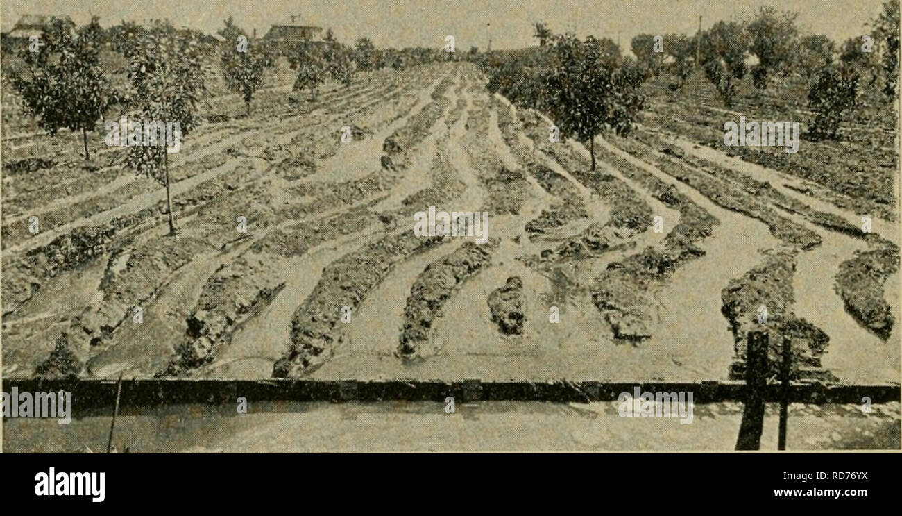 . Culture of the citrus in California. California. Pomology; Citrus. 108 STATE BOARD OF HORTICULTURE. the orchard comes into bearing, however, the trees must be copious^ly watered, or the fruit will be small. Of the methods of irrigation, the simplest, best, and most generally used, is the furrow system, in which several furrows. iKiiiGATiNG—The Old Way. The furrows were made with the plow, and water run through in large streams, thereby cutting up the land and washing away the available plant-food. are plowed between the rows of trees, the first one about three feet distant from the trunks, a Stock Photo