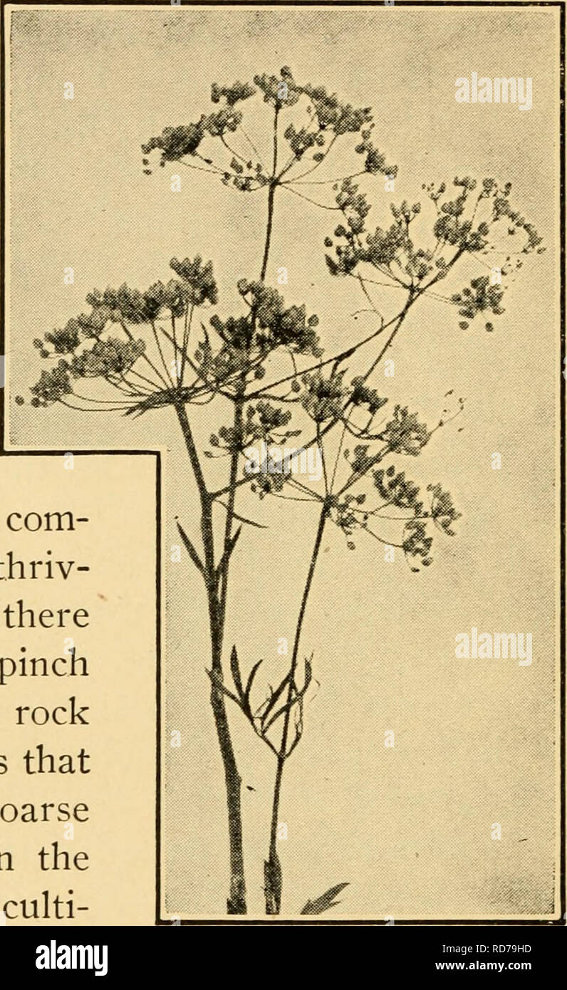 Culinary herbs; their cultivation, harvesting, curing and uses