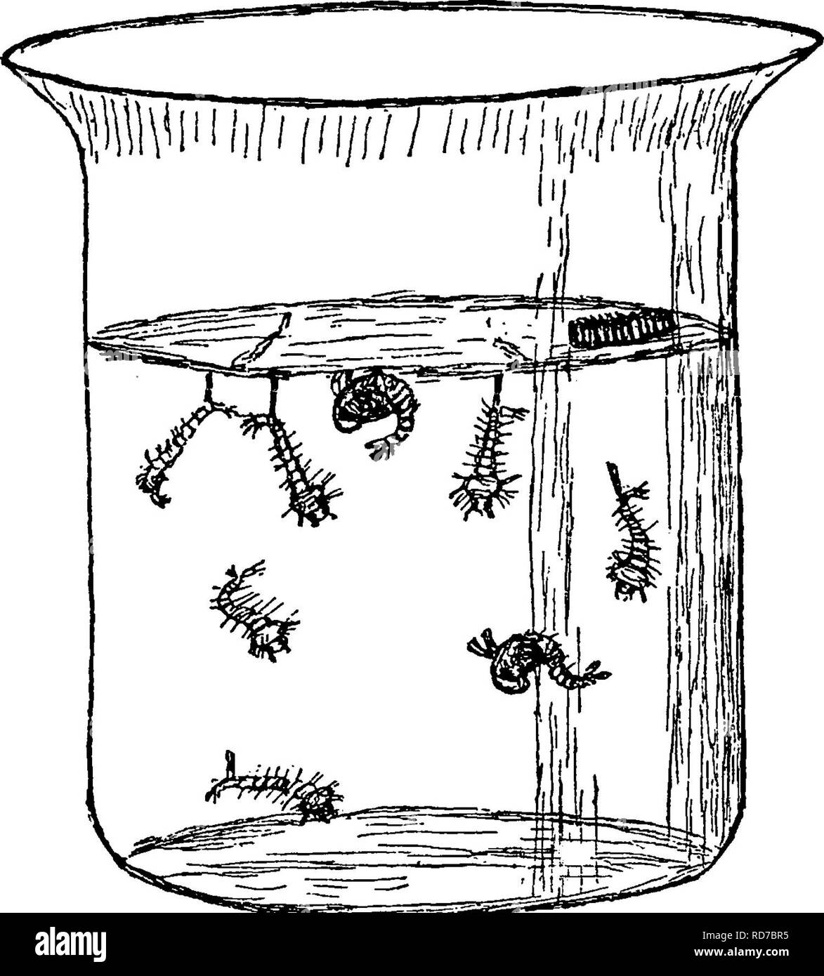 . A manual for the study of insects. Insects. 438 THE STUDY OF INSECTS, pools of Stagnant water, in watering-troughs, and in ex- posed receptacles of rain-water. The long, slender eggs are laid side by side in a boat- shaped mass, on the surface of the water (Fig. 513). They. Fig. 513.—A glass of water containinsf eg-gs, larvae, and pupae of mosquitoes. hatch in a few days, and the larvae escape from the lower ends into the water. The larvae are well known, and are commonly called *^ wigglers,'' a name suggested by their wriggling motion as they swim through the water. The larva (Fig. 514, a)  Stock Photo