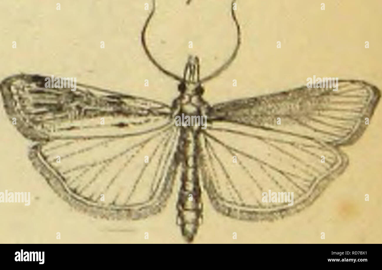 . Wiener entomologische Monatschrift. Insects; Entomology. .9 T ...