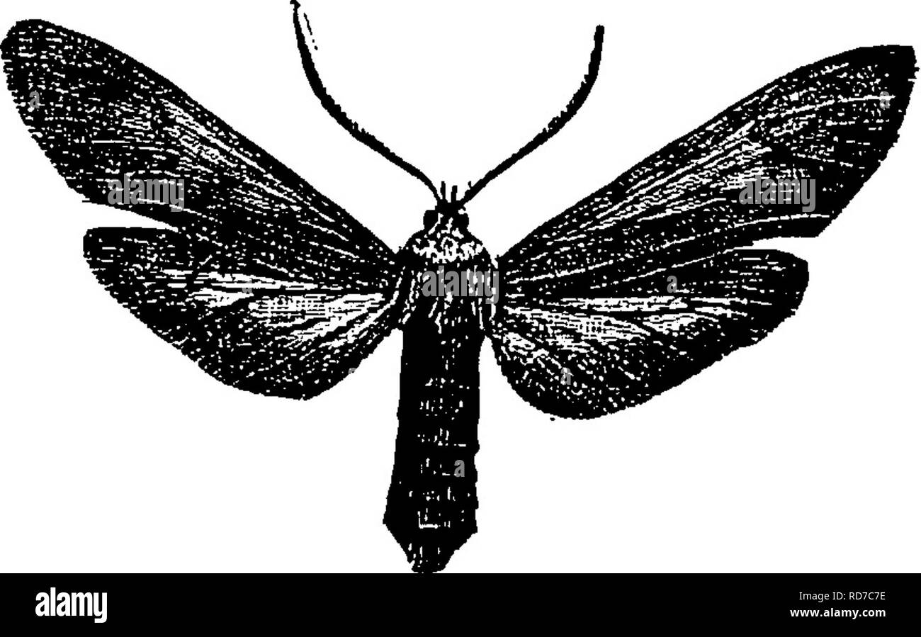 . A manual for the study of insects. Insects. Fig. 401.—Ctenucha virginica. Fig. 402.—Scepsisyulvicollis. genera, Ctemccha (Cte-nu^cha) and Scepsis (Scep'sis). In the East we have only a single species of each of these genera, Ctenucha virginica (C. vir-gin^i-ca), which is represented by Figure 401, and Scepsis fnlvicollis (S. ful-vi-col^lis), repre- sented by Figure 402. The second division of the family includes a much larger number and a much greater variety of forms. Our most common species is Lycomorpha pholiis (Ly-co-mor^pha pho'lus). This is black with the basal half of the fore wings a Stock Photo