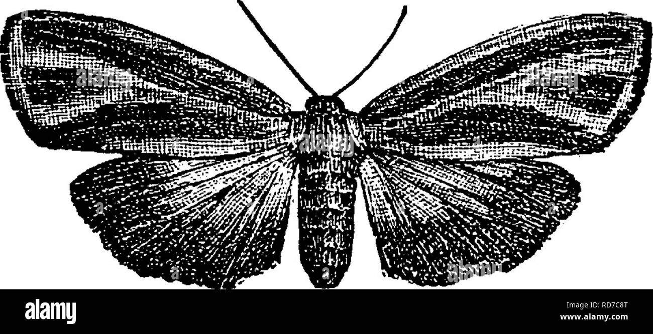 . A manual for the study of insects. Insects. LEPIDOPTERA, 325 tenths of an inch. The moths of the genus Crambidia can be recognized by the fact that veins Vj and V3 of the fore wings are both wanting, leaving cubitus only two-branched. The Two-colored Footman, Lithosia bicolor (Li-tho^si-a bi'co-lor).—This is larger than the preceding species, expand- ing from one to one and one half inches. It is slate-colored, with the palpi, the prothorax, the costa of the fore wdngs, and the tip of the abdomen yellow. Vein V2 of the fore wings is wanting, leaving cubitus apparently three-branched The Stri Stock Photo
