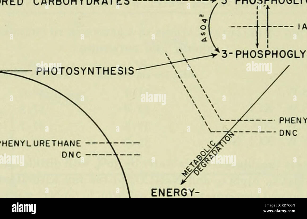 . Electrolytes in biological systems, incorporating papers presented at a symposium at the Marine Biological Laboratory in Woods Hole, Massachusetts, on September 8, 1954. Electrophysiology; Electrolytes; Electrolytes; Electrophysiology; Physiology, Comparative. 62 ELECTROLYTES IN BIOLOGICAL SYSTEMS of potassium and the secretion of sodium, that these mechanisms are inde- pendent of each other, and that they are energized by the metaboHc degrada- tion of carbohydrate (fig. 21). Any comparison between Ulva and Valonia must take cognizance of the morphological differences between the cells of th Stock Photo